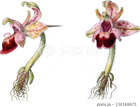 Botanical Illustration of Ophrys Apifera Bee Orchid 138168675
