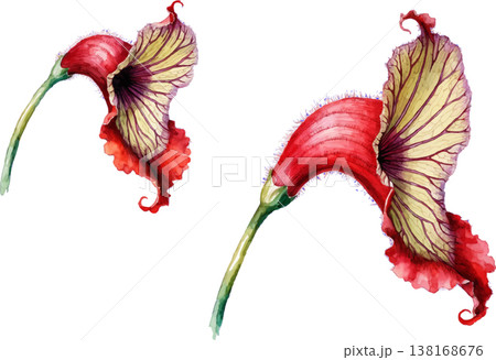 Exotic Aristolochia Flowers Illustration 138168676