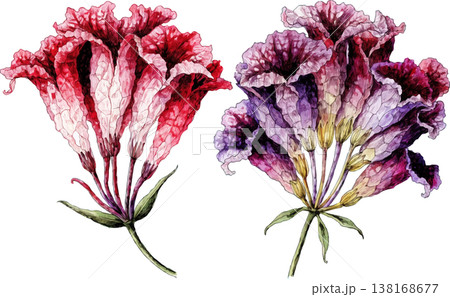 Watercolor Illustration of Red and Purple Trumpet Flowers 138168677