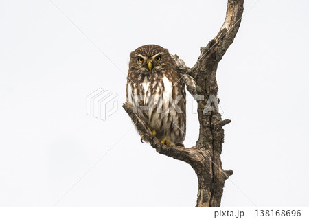Ferruginous Pygmy owl, Glaucidium brasilianum, Calden forest, La Pampa Province, Patagonia, Argentina. 138168696