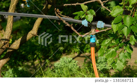 Irrigation.Connecting rubber watering hose on tree in garden Irrigation.Connecting rubber watering hose on tree in garden 138168711