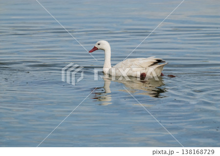 Coscoroba swans with chicks, La Pampa Coscoroba swans with chicks, La Pampa 138168729