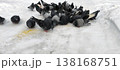 Urban pigeons peck at scattered millet in the snow 138168751