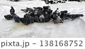 Urban pigeons peck at scattered millet in the snow 138168752