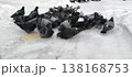 Urban pigeons peck at scattered millet in the snow 138168753