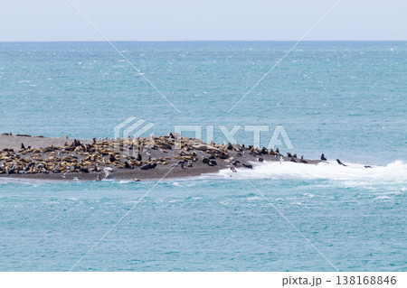 Elephant seals on Caleta Valdes beach, Patagonia, Argentina 138168846