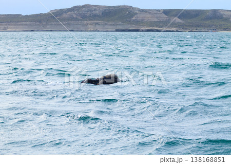 Whale watching from Valdes Peninsula,Argentina. Wildlife Whale watching from Valdes Peninsula,Argentina. Wildlife 138168851