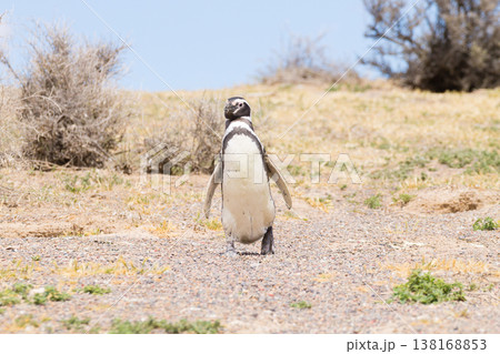 Magellanic penguin close up. Punta Tombo penguin colony, Patagonia Magellanic penguin close up. Punta Tombo penguin colony, Patagonia 138168853