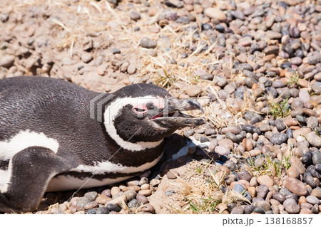 Magellanic penguin close up. Punta Tombo penguin colony, Patagonia 138168857
