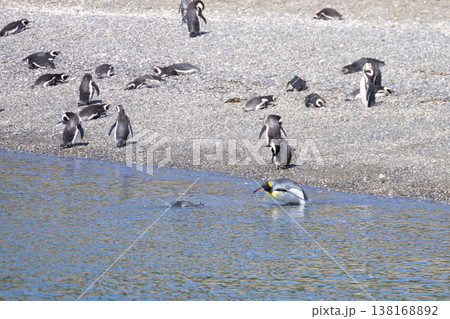 King penguin on Martillo island beach, Ushuaia King penguin on Martillo island beach, Ushuaia 138168892