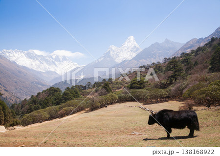 Yak with Everest in background, Nepal 138168922