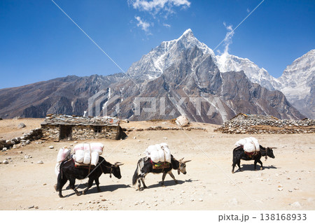Everest base camp trekking path in Dingboche area, Nepal. Yak animals 138168933