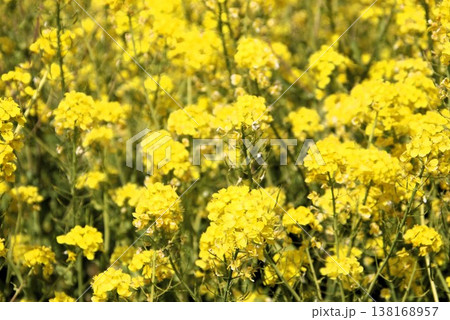 古賀市筵内の満開の菜の花畑 古賀市筵内の満開の菜の花畑 138168957