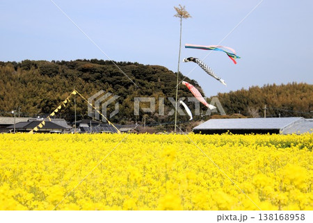 古賀市筵内の満開の菜の花畑 古賀市筵内の満開の菜の花畑 138168958