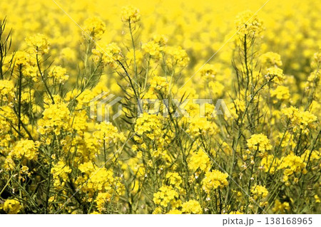 古賀市筵内の満開の菜の花畑 古賀市筵内の満開の菜の花畑 138168965