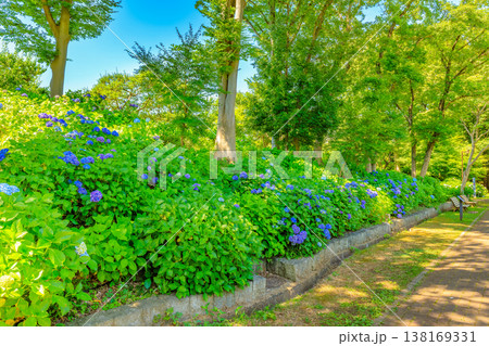 東京　府中市　府中市郷土の森博物館　郷土の森アジサイの丘 138169331