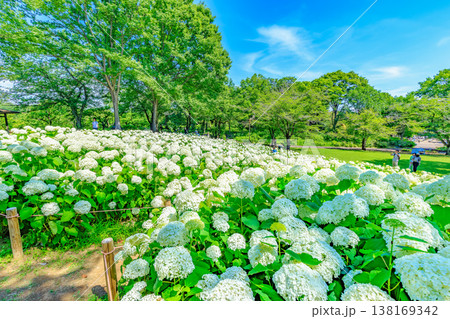 東京　府中市　府中市郷土の森博物館　郷土の森アナベルの丘 138169342