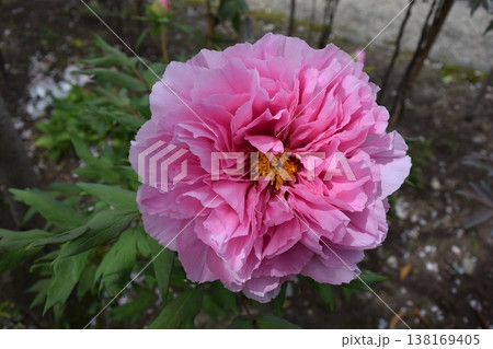 ボタンの花 138169405
