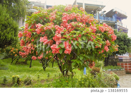 ムッサエンダ・ドナルスのピンクの花 ネパール 2 ムッサエンダ・ドナルスのピンクの花 ネパール 2 138169555