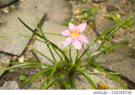 ピンク色のタマスダレの花　ネパール 138169556