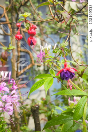 フクシアの花の咲く花壇 ネパール フクシアの花の咲く花壇 ネパール 138169558