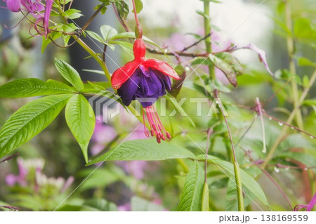 フクシアの花 ネパール フクシアの花 ネパール 138169559