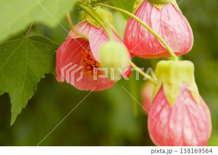 ショウジョウカの花 ネパール 2 ショウジョウカの花 ネパール 2 138169564