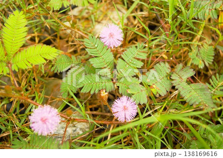 オジギソウのピンク色の花　ネパール 138169616