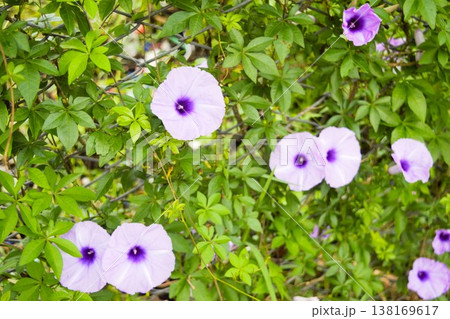 モミジヒルガオの紫色の花　ネパール（横構図） 138169617