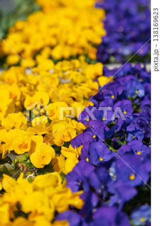 カラフルなパンジーの花 カラフルなパンジーの花 138169623