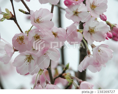 いにしえ画像(2015.3.29) 咲いてくれました今年も 春を待つ丘陵 淡い桃色が街を包む いにしえ画像(2015.3.29) 咲いてくれました今年も 春を待つ丘陵 淡い桃色が街を包む 138169727