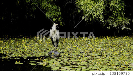 Heron stands on a rock in a pond surrounded by green plants and flowers during the daytime in a natural setting Heron stands on a rock in a pond surrounded by green plants and flowers during the daytime in a natural setting 138169750