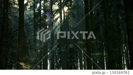 Sunlight breaks through trees in a dense forest during early morning hours in a woodland area Sunlight breaks through trees in a dense forest during early morning hours in a woodland area 138169761