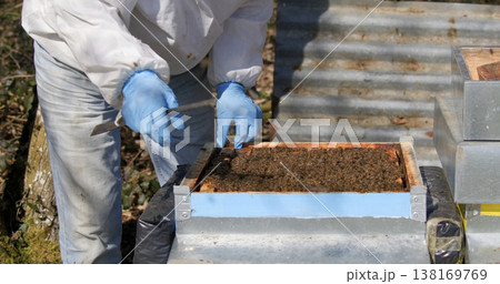 Beekeeper checks hive box in garden during daytime 138169769