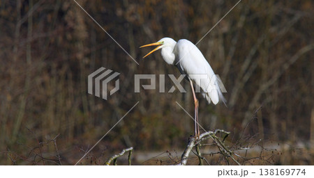 White heron stands on a branch while calling out in a forest during daytime in autumn White heron stands on a branch while calling out in a forest during daytime in autumn 138169774