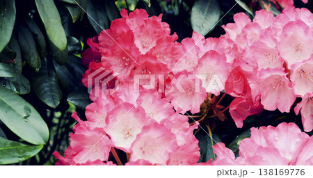Bright pink flowers bloom in a garden during springtime with vibrant green leaves surrounding them Bright pink flowers bloom in a garden during springtime with vibrant green leaves surrounding them 138169776