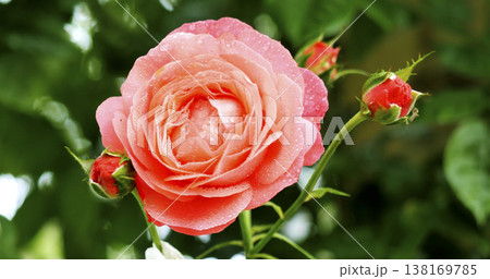 Beautiful rose blooms with water droplets in the garden during a sunny day in springtime Beautiful rose blooms with water droplets in the garden during a sunny day in springtime 138169785
