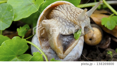 Snail moving slowly on green leaves in a natural setting during daytime in a garden 138169800