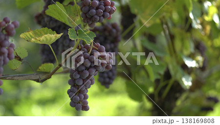 Grapes grow on vines in a vineyard under sunlight during late summer in a rural area 138169808