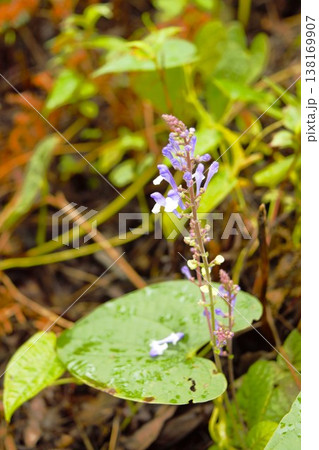 ヒマラヤの森に咲く紫色の山野草(ネパール) ヒマラヤの森に咲く紫色の山野草(ネパール) 138169907