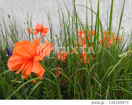 Vibrant orange oriental poppies blooming among green grass against a white textured wall in a garden Vibrant orange oriental poppies blooming among green grass against a white textured wall in a garden 138169973