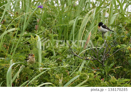 ノビタキ 138170285