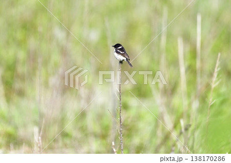 ノビタキ 138170286