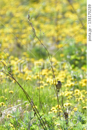 ノビタキ ノビタキ 138170289