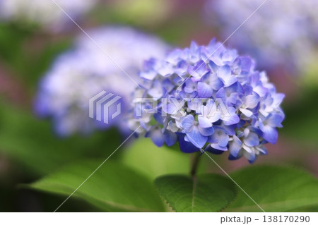 美しい背景と青い紫陽花 美しい背景と青い紫陽花 138170290