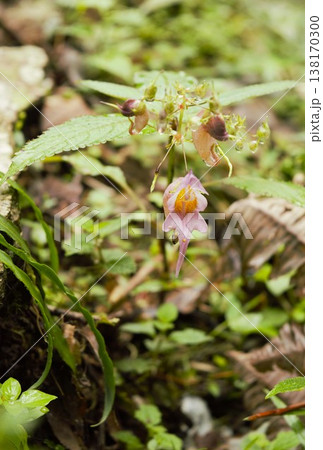 ヒマラヤの森に咲くピンクのインパチェンス属の野花 ヒマラヤの森に咲くピンクのインパチェンス属の野花 138170300
