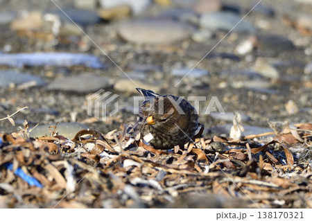 ハギマシコ 138170321