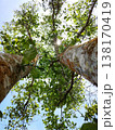 Towering trees frame a sunlit.Twering tre canopy. Green leaves shimmer with dappled daylight. Trunk bark shows rough, natural texture. Sky peeks through dense, leafy branches. Ideal for nature, forest 138170419