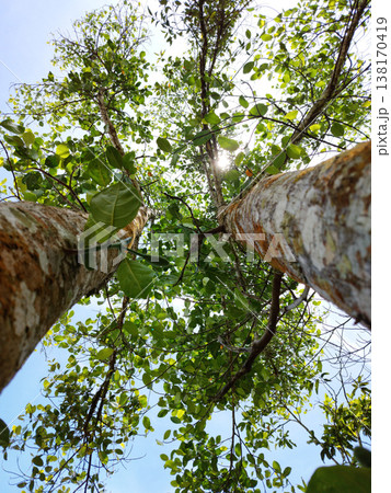 Towering trees frame a sunlit.Twering tre canopy. Green leaves shimmer with dappled daylight. Trunk bark shows rough, natural texture. Sky peeks through dense, leafy branches. Ideal for nature, forest 138170419