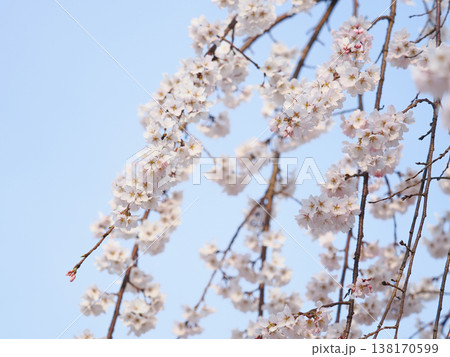 春の青空と満開のしだれ桜 138170599